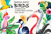 Parrots. Watercolor exotic BIRDS, an Illustration by lilisavelieva (Thumbnail 1 of 5)