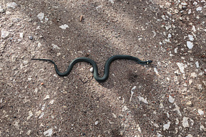 A snake crawls along the road. Black