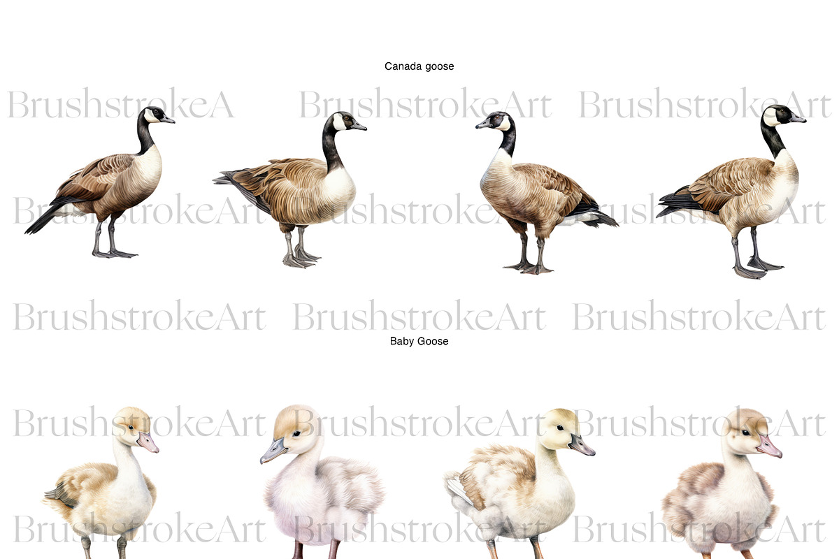 Watercolor Goose Clipart, Cute Geese, an Animal Illustration by BrushstrokeArtGB (Photo 3 of 9)