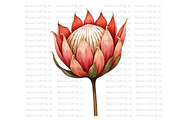 Dried Protea Bloom, a Decorative Illustration by Bloom Craft Creations (Thumbnail 7 of 10)