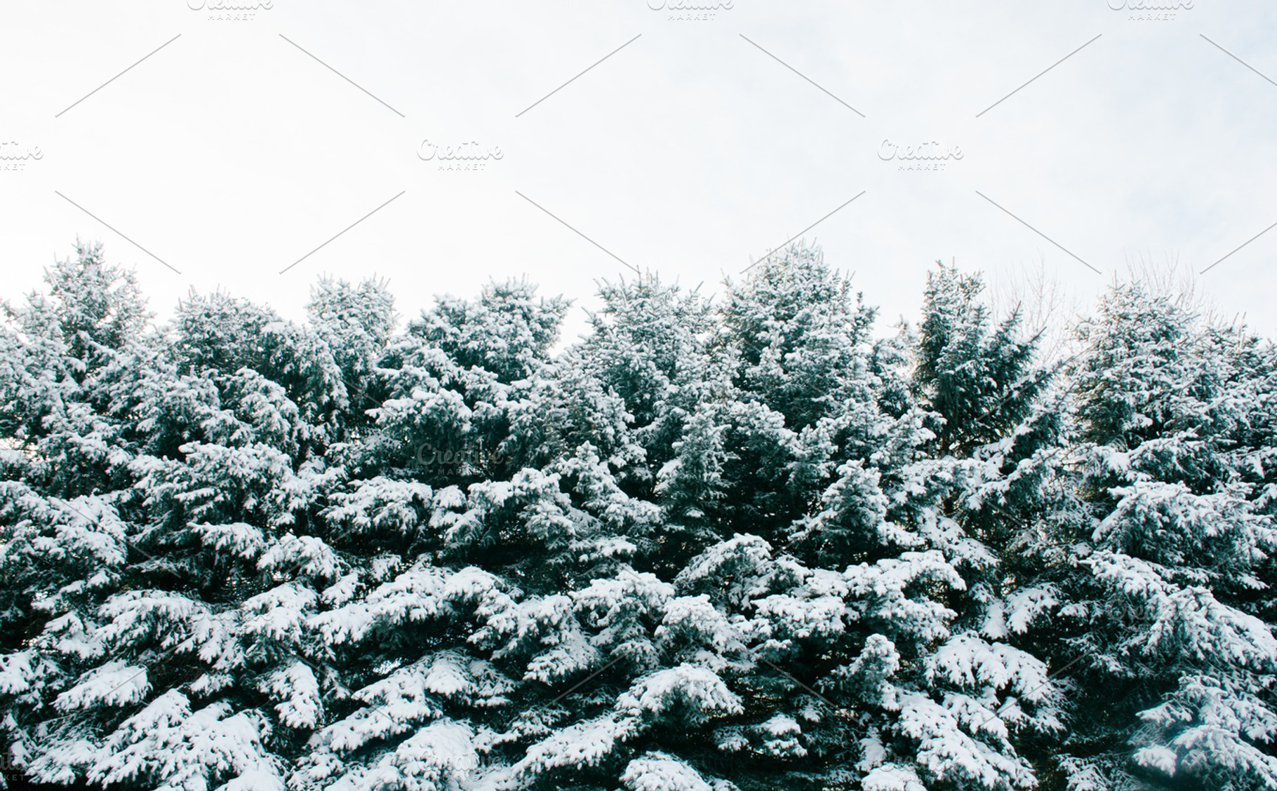 fresh snow on pines, a Nature Photo by pretty ink