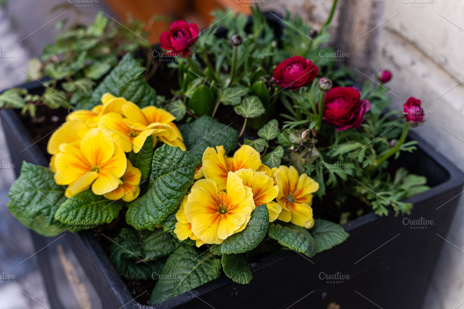 Bright flowers in the pottery pods, a Nature Photo by Anna Bogush