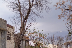 Deserted suburban street with leafless tree, an Architecture Photo by DanFLCreativo