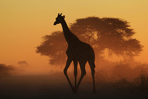 Giraffe - Triangles in Natural Gold
