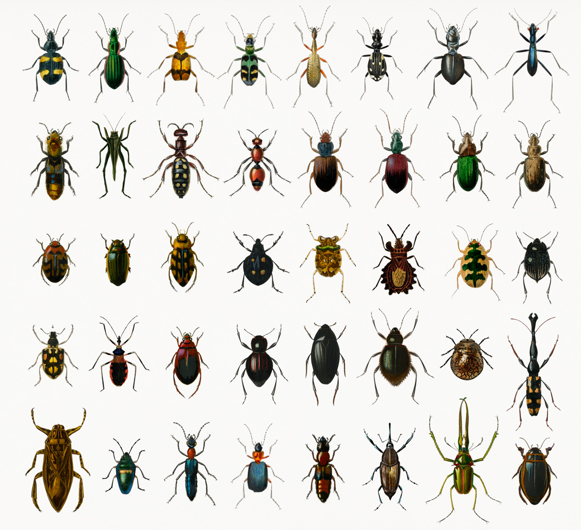 Different types of insects (PSD), a Photo by rawpixel