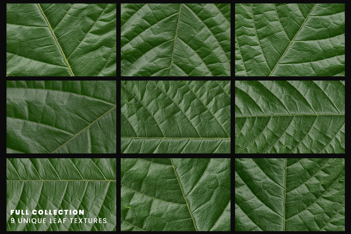 Realistic Green Leaf Textures, a Texture Graphic by Ary_ngeblur (Photo 3 of 4)