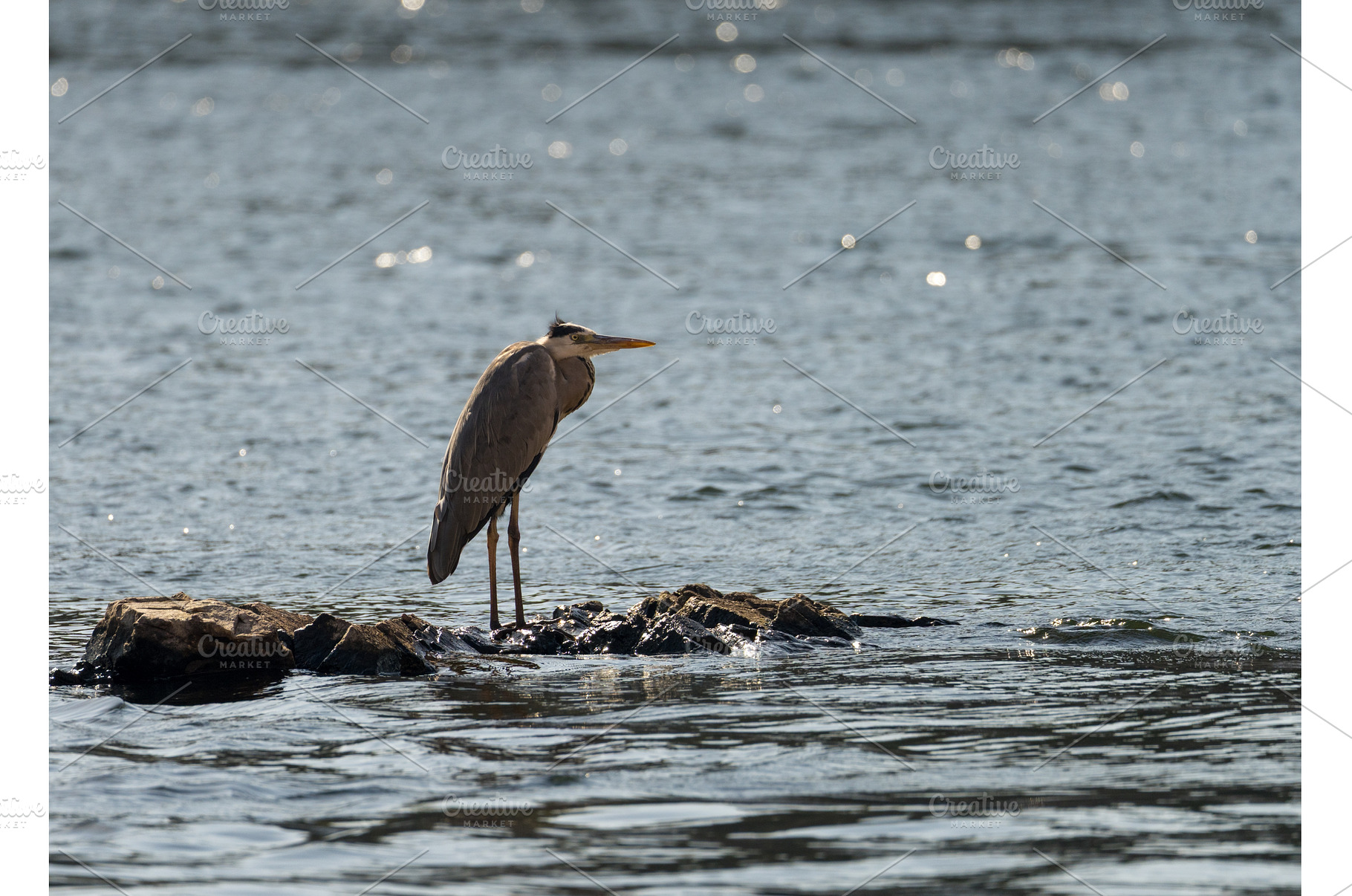 Single grey heron bird standing in, an Animal Photo by Backyard Stock