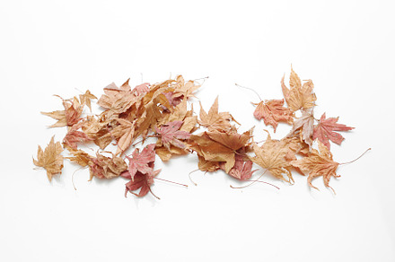 Autumn leaf color change featuring text, copy space, and autumn, an Abstract Photo by 1981 Rustic studio kan