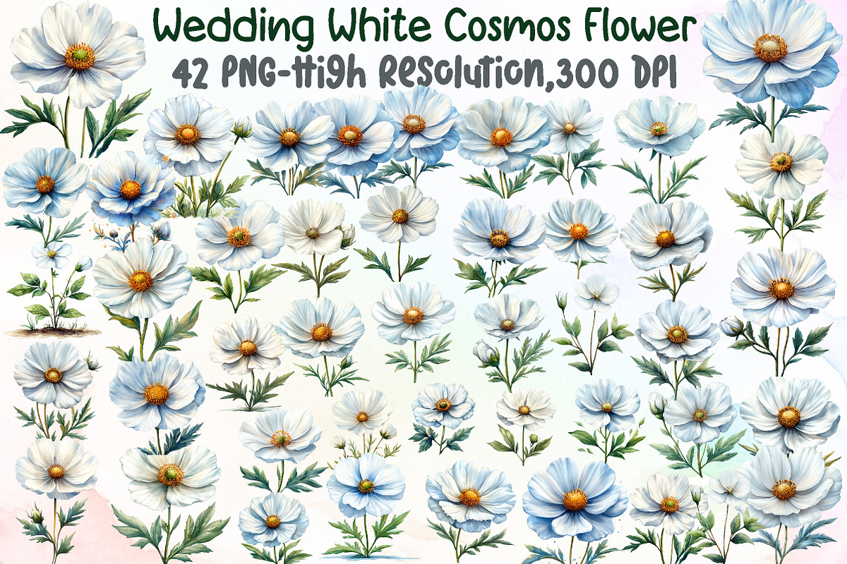 Wedding White Cosmos Flower Clipart, an Illustration by Sublimation Artist (Photo 1 of 6)