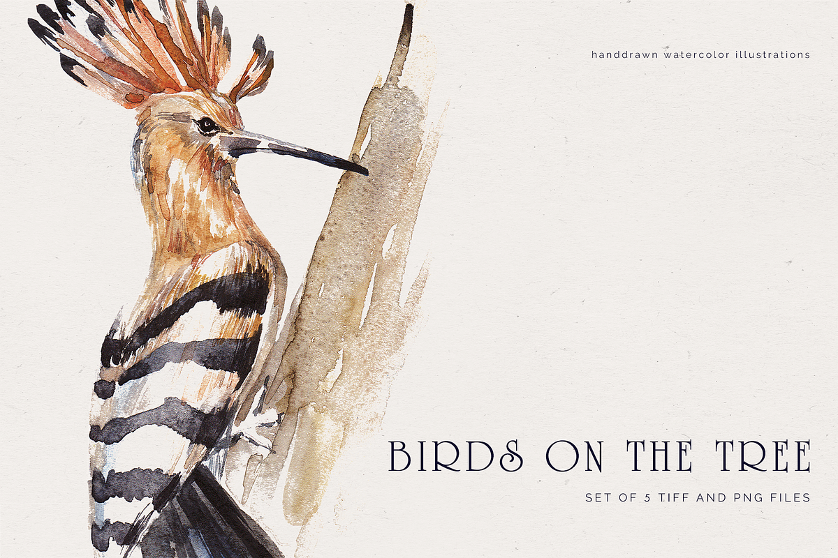 Handdrawn watercolor birds, an Illustration by Tilling (Photo 1 of 5)