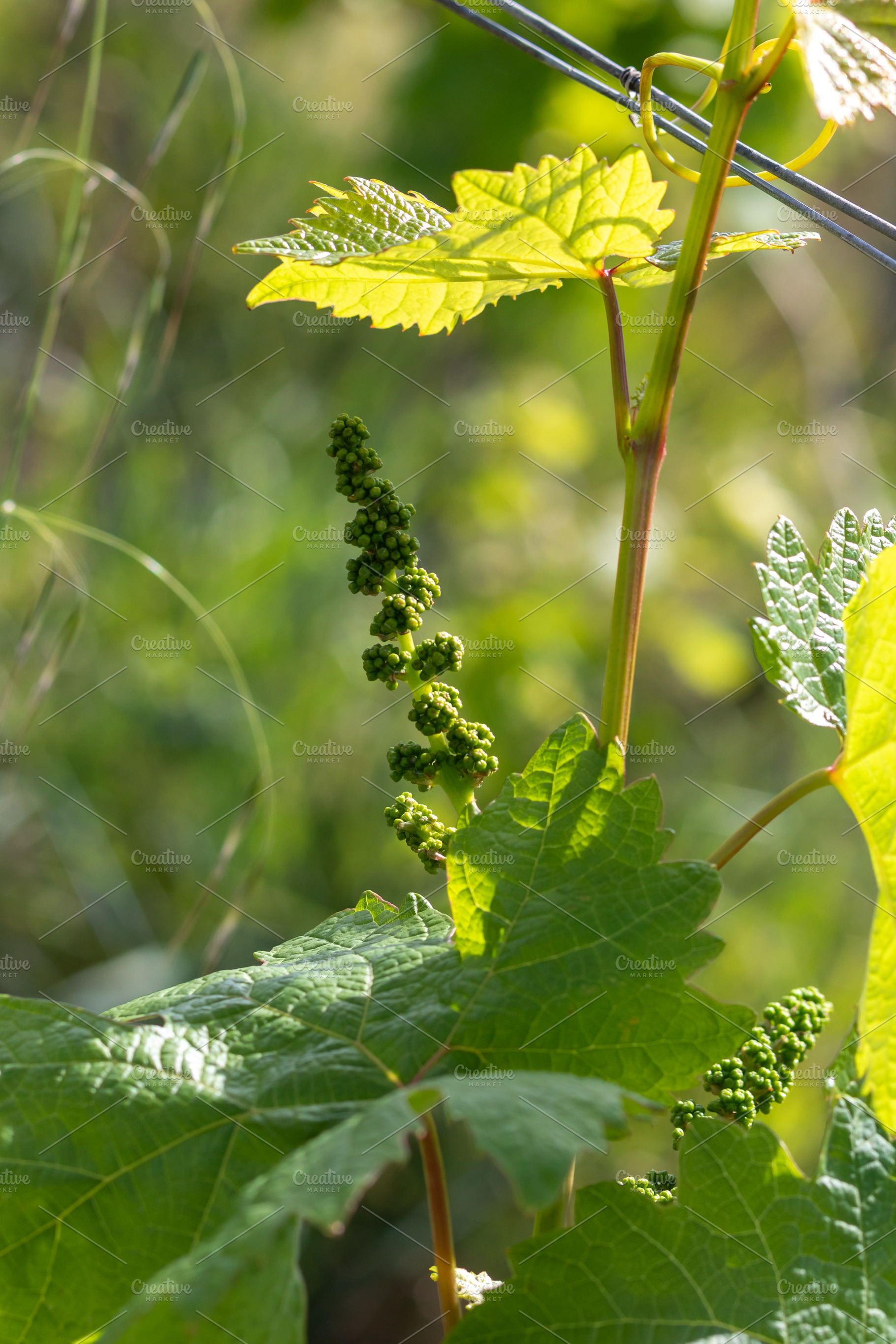 Young inflorescence of grapes growing in vineyard, a Nature Photo by Antonio Gravante Market