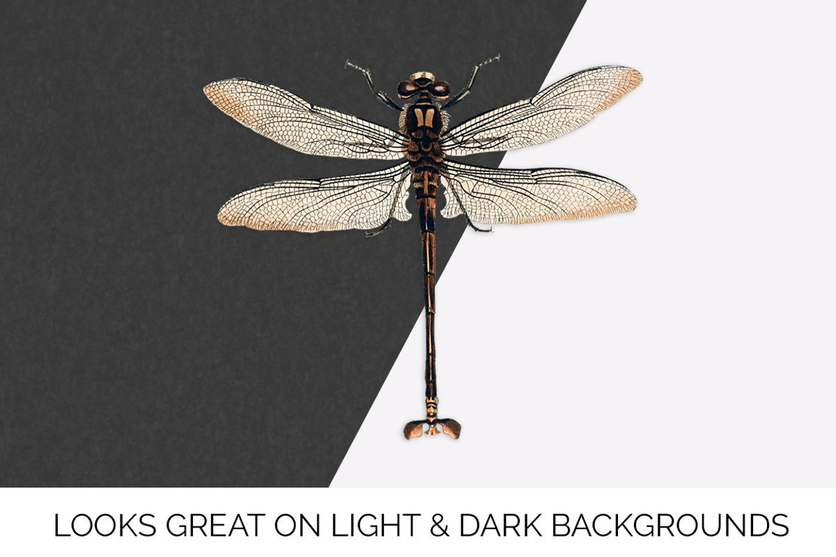 Dragonfly Australian Vintage Insect, an Illustration by Enliven Designs (Photo 7 of 8)