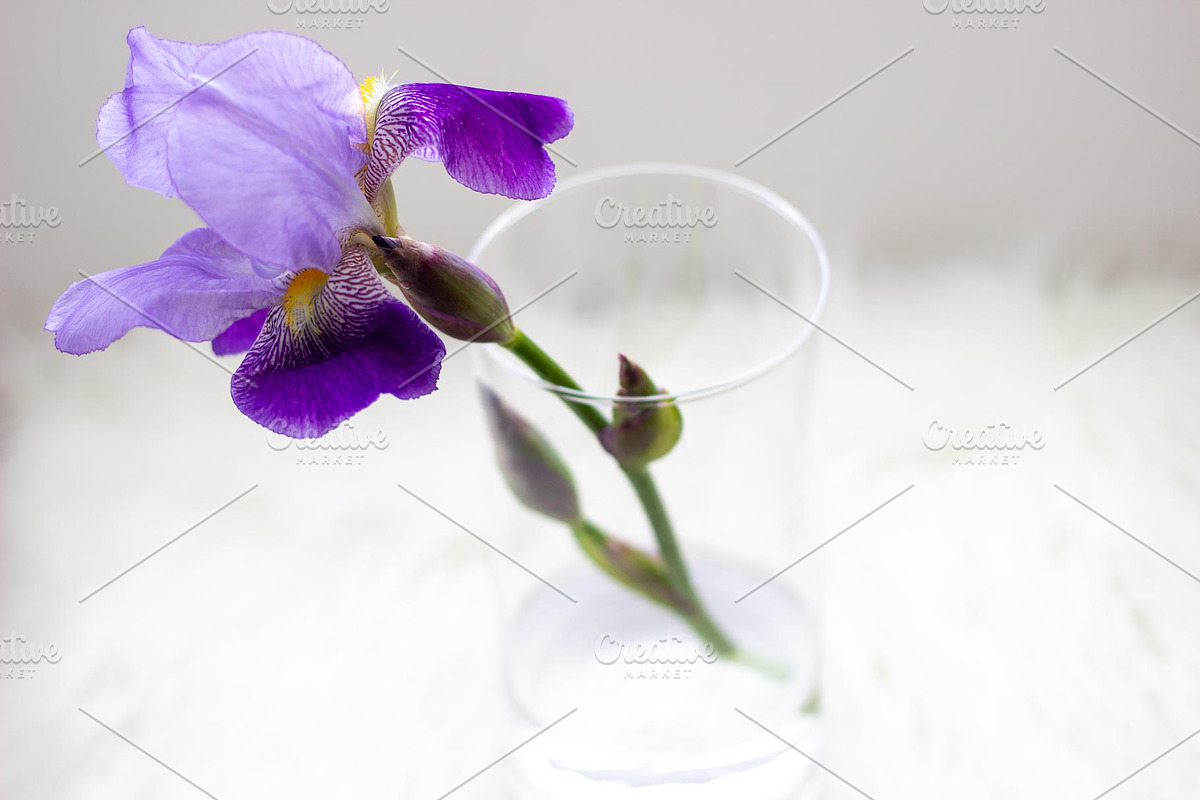 Purple Iris Styled Stock Collection, a Photo by Chalking Up Stock (Photo 10 of 19)