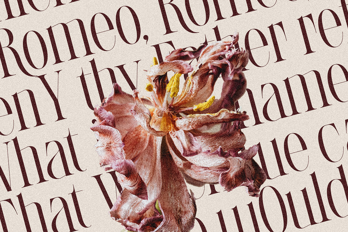 LaRuja - Light & Bold Serif Duo, a Serif Font by SilverStag Type Foundry (Photo 6 of 17)