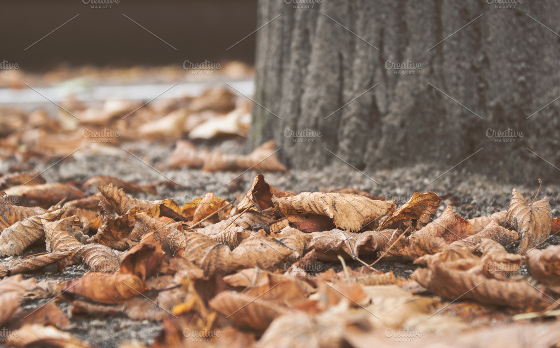 Autumn leaves featuring autumn, leaves, and gold, a Nature Photo by Phots.