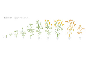 Buckwheat Growth Stages Vector, a Finance Illustration by Ilia Design