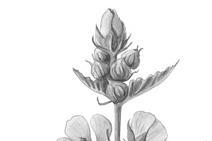 Marshmallow Plant Illustration