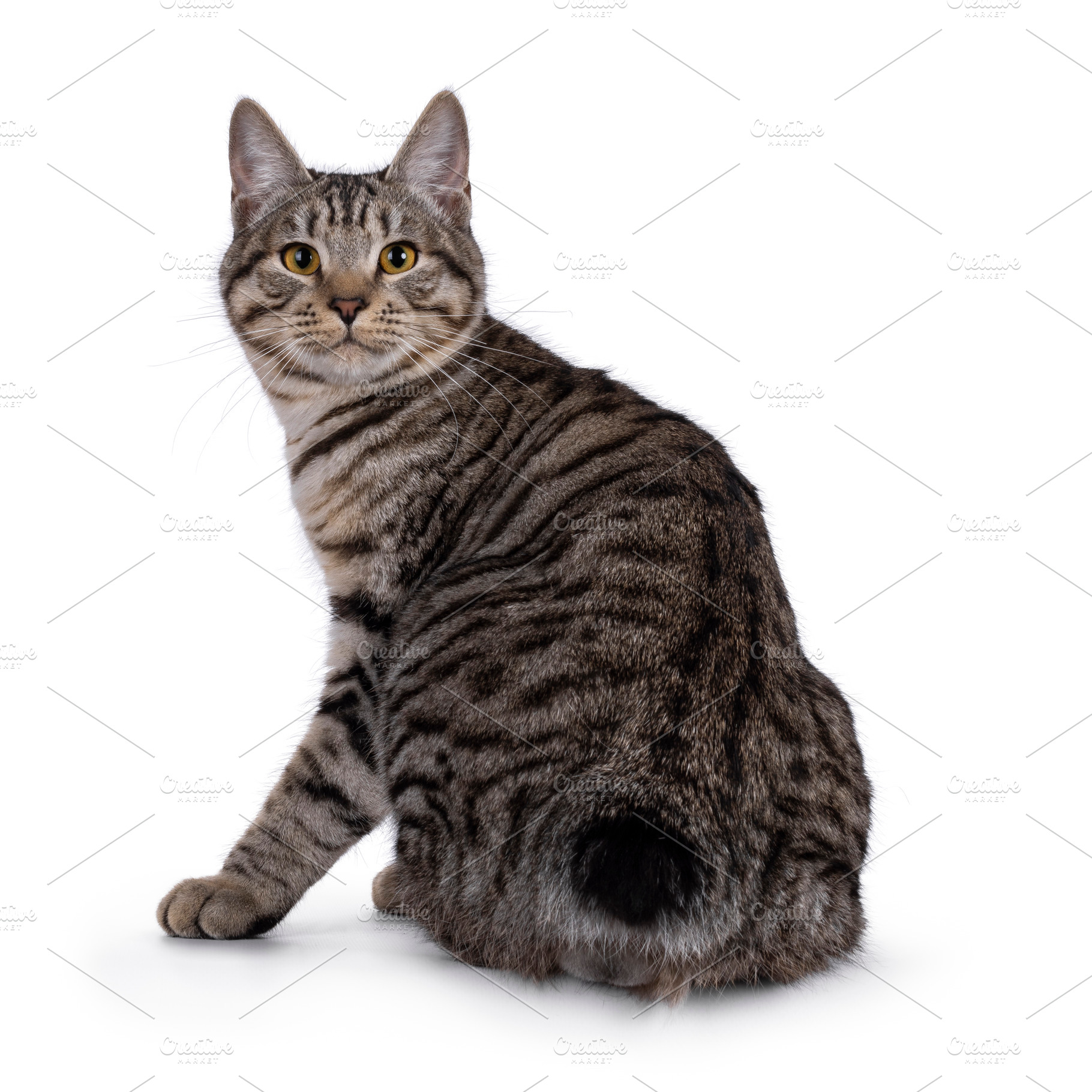 Kurilian Bobtail cat on white, an Animal Photo by Cat'chy Images by Nynke