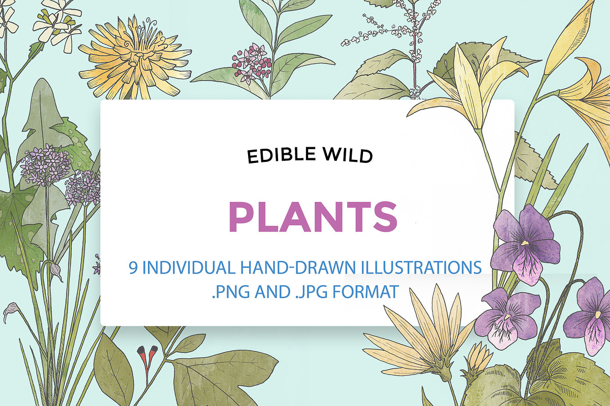 Hand Drawn Edible Flowers, an Illustration by MyNatureGraphics (Photo 1 of 3)