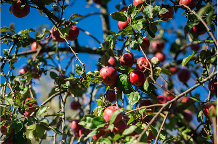 Ripe red apples Orlik on a green