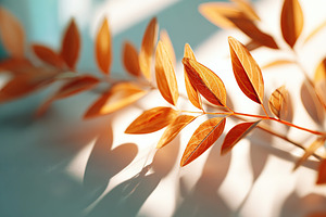 Vibrant orange leaves arranged artfully in soft sunlight showcasing autumn's be, a Photo by AlyaAnd