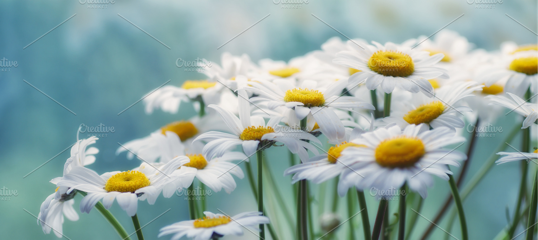 White daisies stock photo containing decoration and daises, a Nature Photo by Vladimir Kazimirov