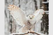 210 Christmas Winter Stock Photos, a Holiday Photo by Allure Art (Thumbnail 28 of 38)