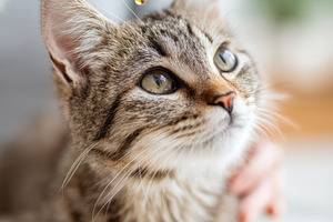 Administering medicine to a cat with a dropper, an Animal Photo by AlyaAnd