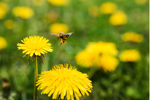 Detail closeup of honeybee, Apis, an Animal Photo by MadPhotos