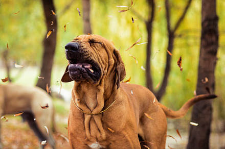 Funny face wrinkled fila brasileiro containing brazilian, mastiff, and