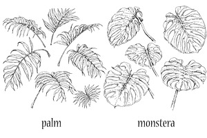 Tropical Plants Sketch