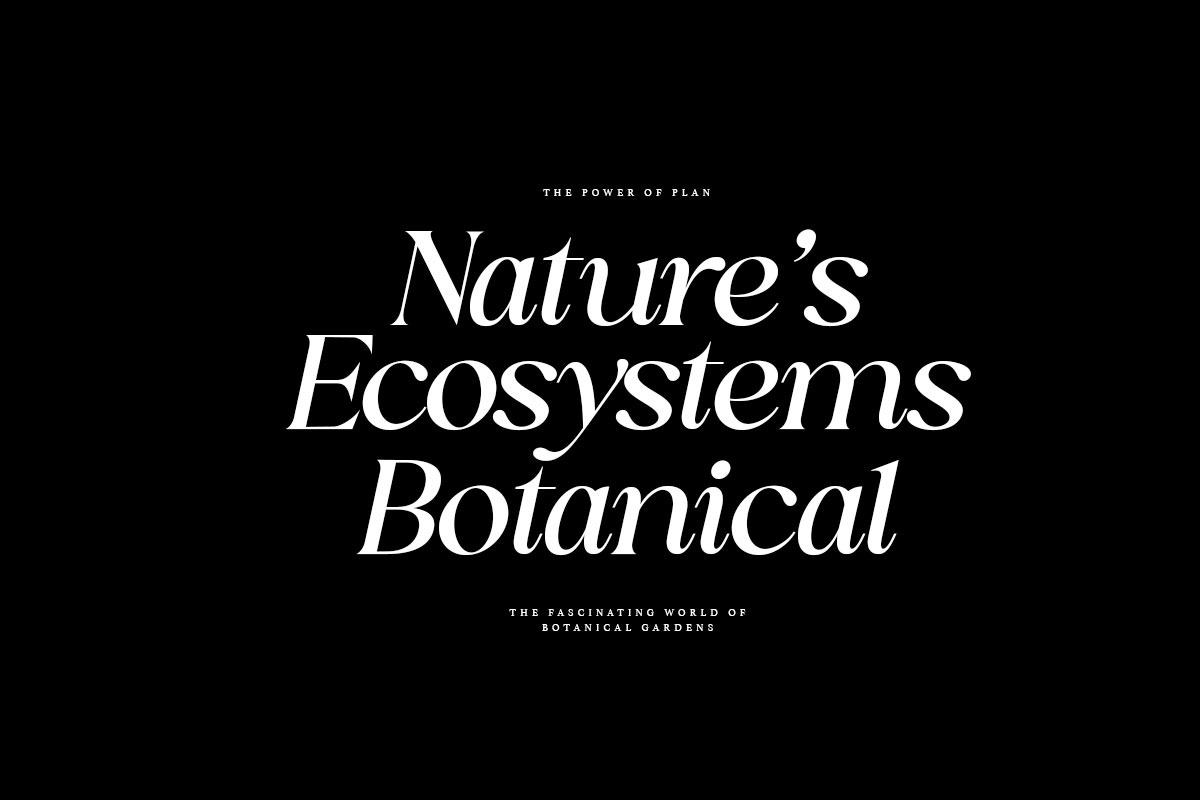 Sakem Elegance Serif Family (20 Font, a Font by Madjack.font (Photo 4 of 20)