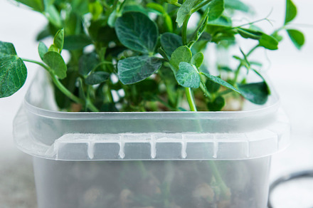 Micro greens. Sprouted peas Seeds., a Food & Drink Photo by Olena Rudo