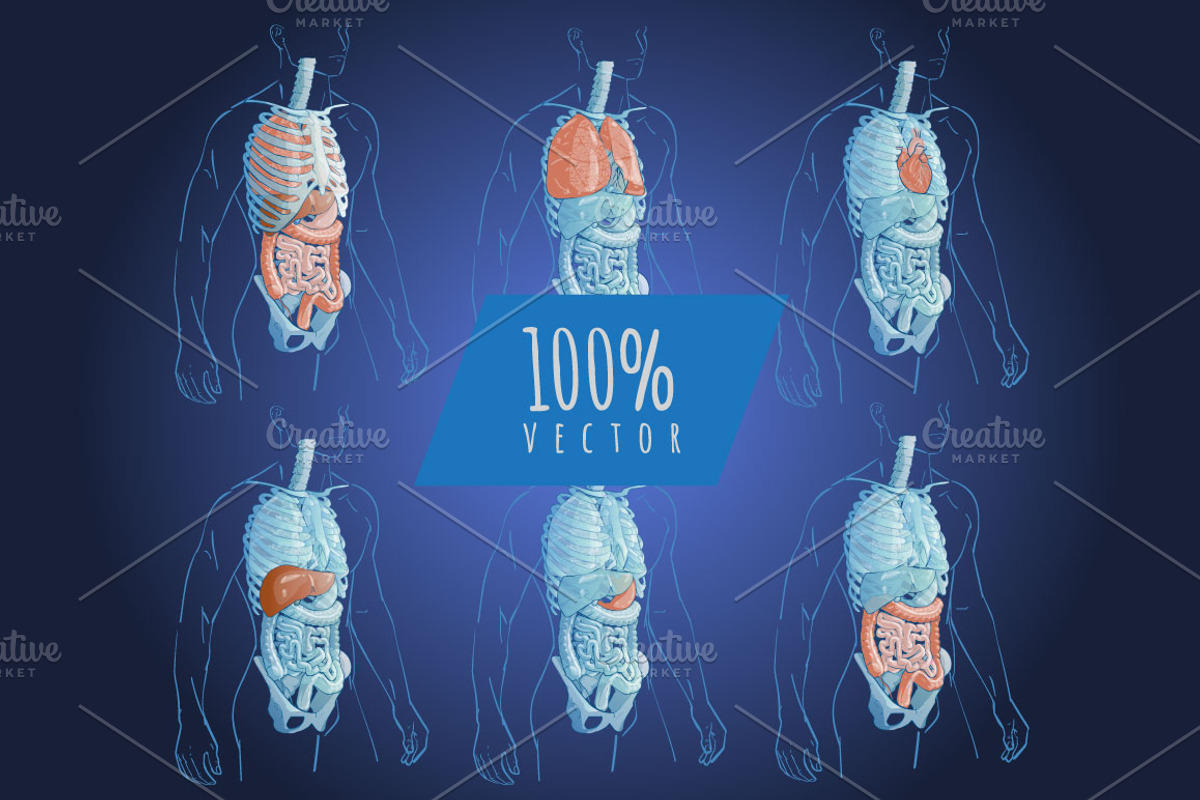 Systems Human Body Anatomy set, a Healthcare Illustration by Alltruecolours