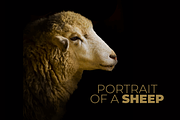 Portrait of a Sheep Illustration, an Animal Illustration by Digital Art Downloads (Thumbnail 1 of 3)