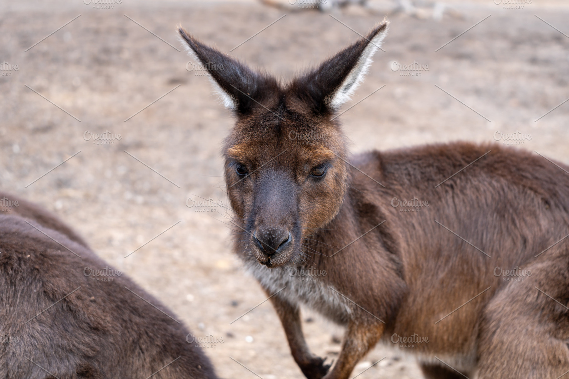 Kangaroos standing on dry ground on Kangaroo Island, Australia, an Animal Photo by GoodGoods