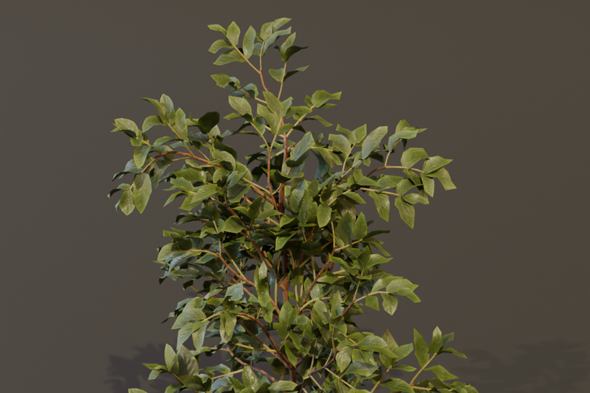 The Elderberry Bush, a Plants & Tree 3D Model by FuturePastCreatives (Photo 6 of 9)