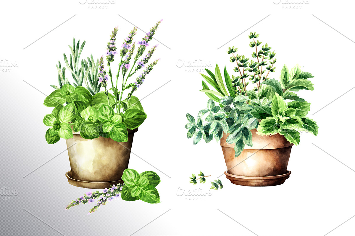 Kitchen Herbs. Watercolor collection, a Healthcare Illustration by Daria Ustiugova (Photo 5 of 9)