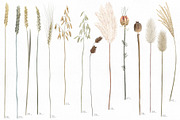 Big romantic dried flower set, a Texture Illustration by marie dricot (Thumbnail 14 of 18)