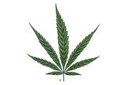 Botanical hand drawing - indica leaf, a Healthcare Illustration by separisa (Thumbnail 2 of 2)