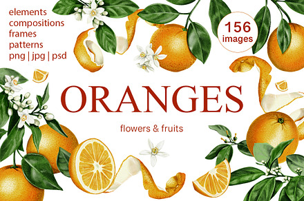 Oranges flowers and fruits clip art, a Food Illustration by Alena Sid