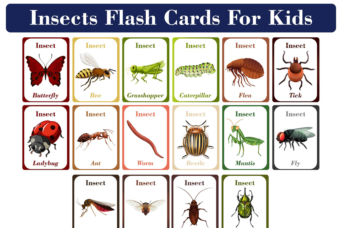 Insects Flash Cards for Kids, a Card Template by DigitalsDesigns (Photo 1 of 5)
