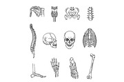 Human Skeleton Structure Symbols, a Healthcare Illustration by Tettygreen (Thumbnail 1 of 3)