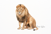 Powerful African Lion Watercolor, an Animal Illustration by New-School-Wave (Thumbnail 3 of 5)