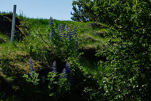 Colorful lupines blooming on a sunny hillside in Akranes, Iceland, a Photo by AS photostudio