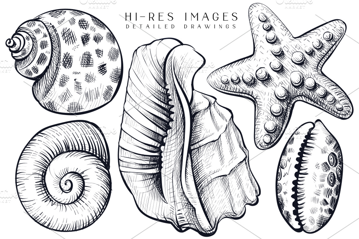 Sea Shells Collection, a Food Illustration by Aquatinta (Photo 4 of 9)