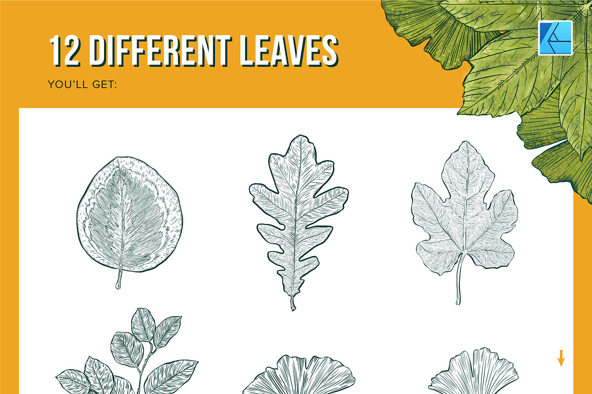 12 Leaf Affinity Stamp Brushes, a Brush Add-On by Riveros Illustration (Photo 3 of 9)