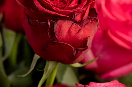 roses with a pleasant red and pink color in a bouquet for a gift, cut rose flow, a Photo by MyPhotos