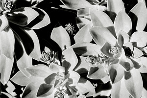 Black and White Succulents