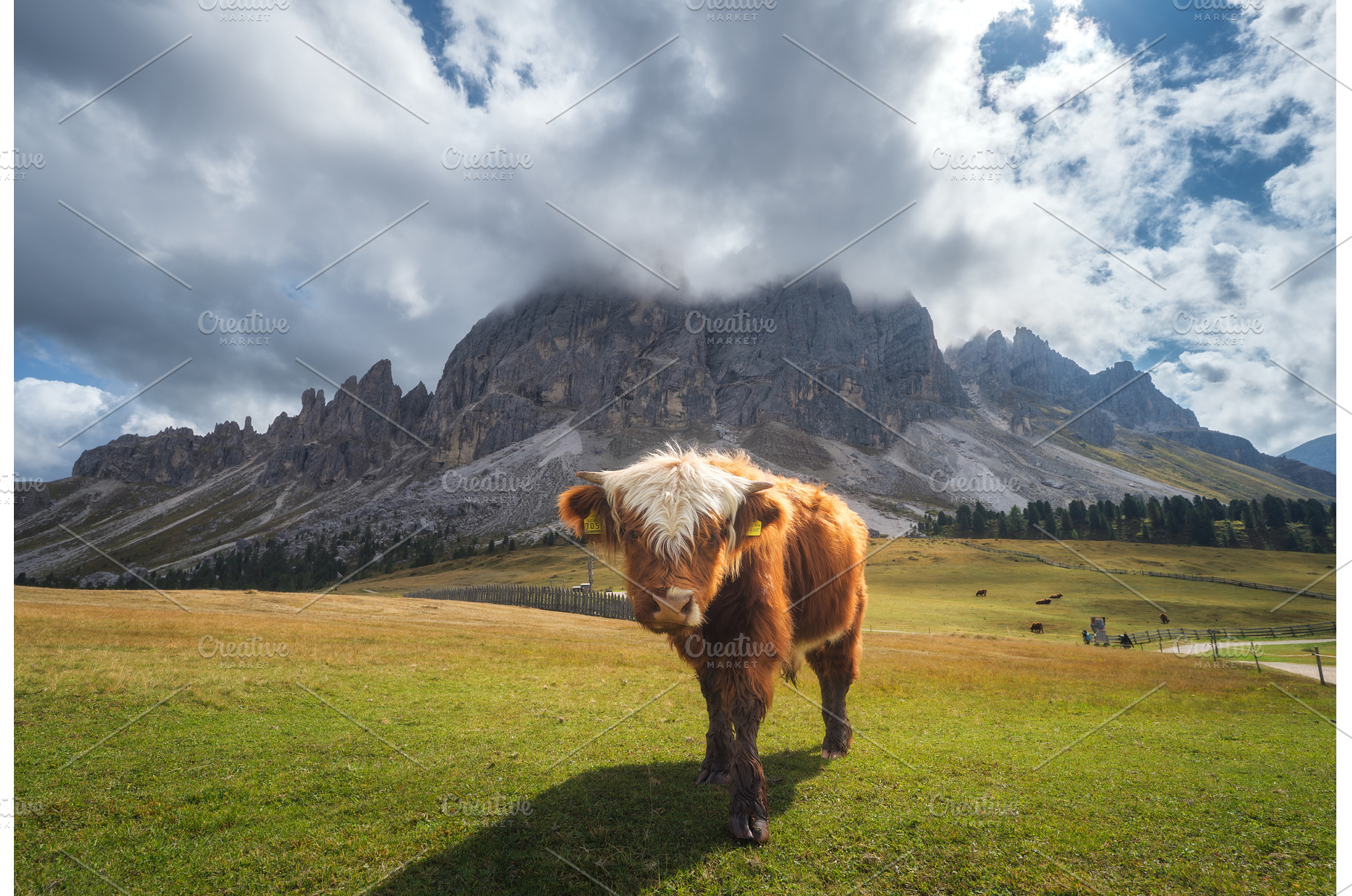 Young Scottish Highland cow standing, an Animal Photo by den-belitsky